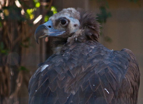 Cinereous_Vulture