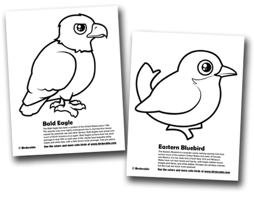 Bald Eagle & Eastern Bluebird coloring pages