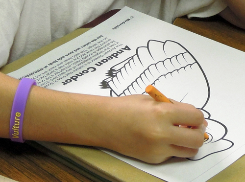 Condor Coloring Page