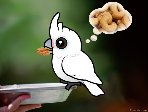 Birdorable Goffin's Cockatoo with nuts