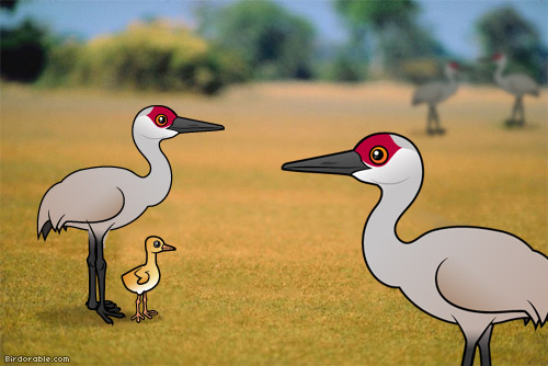 Birdorable Sandhill Cranes