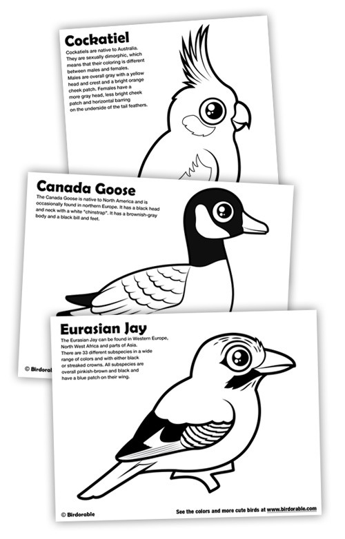 Birdorable Coloring Pages: Cockatiel, Canada Goose and Eurasian Jay