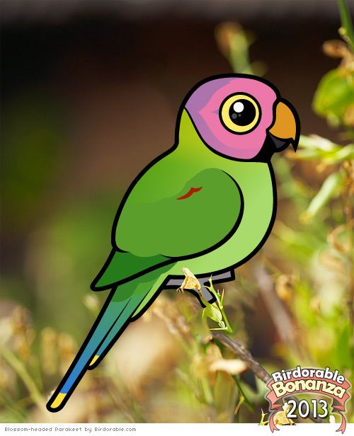 Bonanza-2013-Blossom-headed-Parakeet