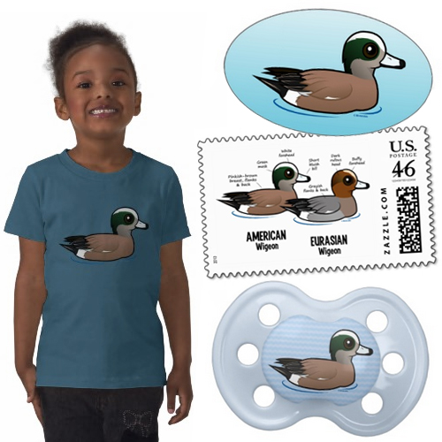 american wigeon