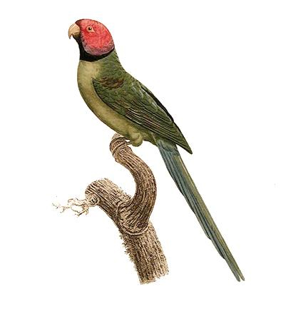blossom-headed-parakeet