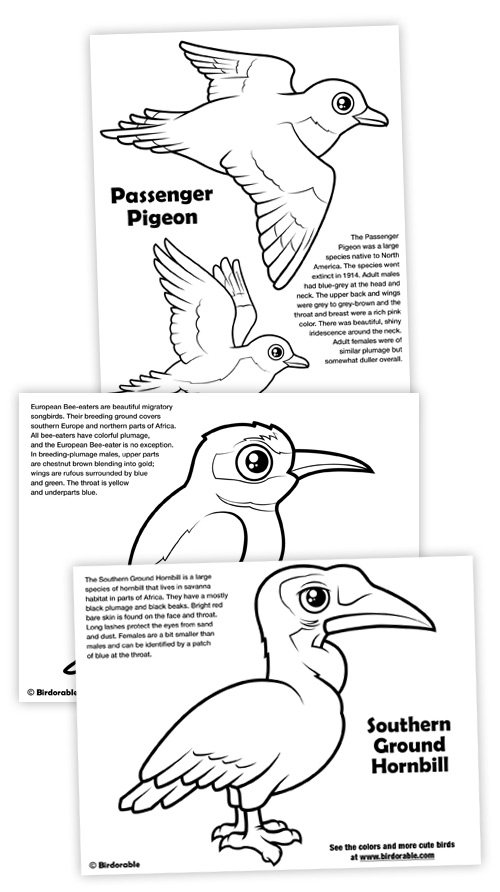 Coloring Pages of Passenger Pigeon, European Bee-eater and Southern Ground Hornbill