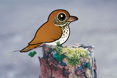 wood-thrush