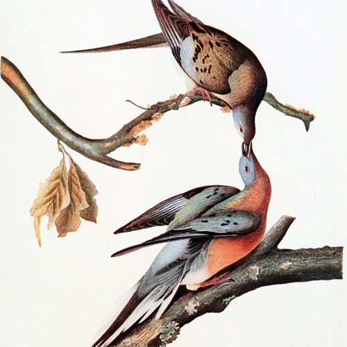 Passenger Pigeons by John James Audubon
