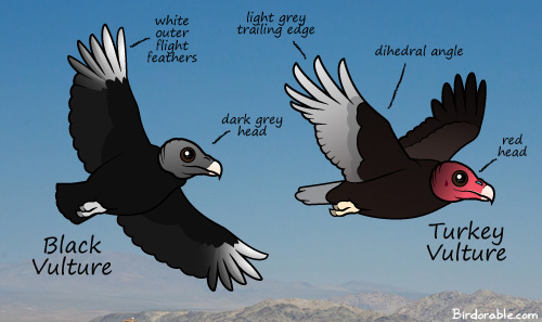 Differences between Black Vulture and Turkey Vulture
