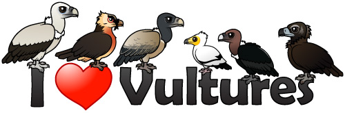 I Love Vultures
