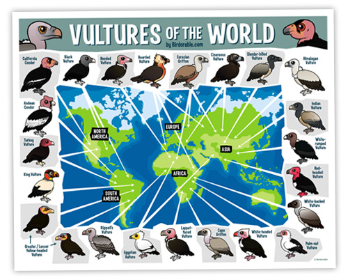 Vultures of the World Map
