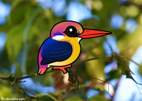 Black-backed Dwarf-Kingfisher
