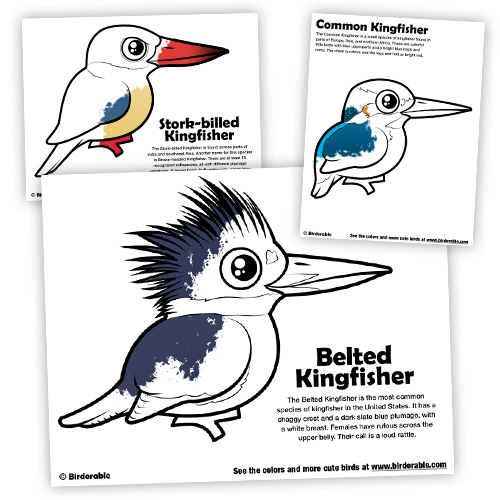 kingfisher-coloring-preview