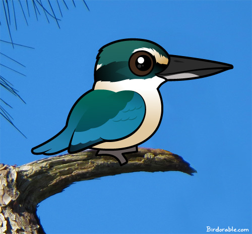 Sacred Kingfisher