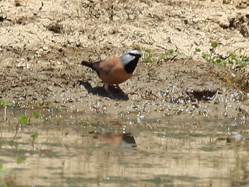 _black-throated-finch