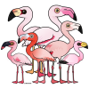 Flamboyance