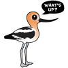 Avocet Asks: What's Up?