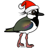 Santa Northern Lapwing