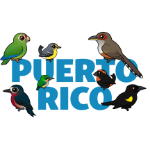 Birdorable Puerto Rico