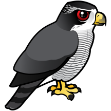 Northern Goshawk