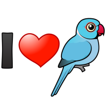 I Love Blue Indian Ringnecks