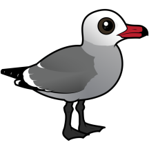 Heermann's Gull