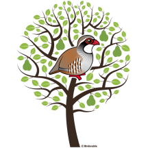 A Partridge in a Pear Tree