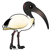Australian Ibis