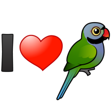 I Love Derbyan Parakeets