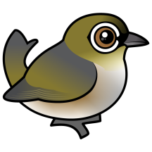 Silvereye