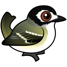 Black-capped Vireo