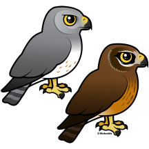 Northern Harrier Pair