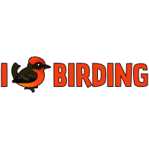 I Love Birding Vermilion Flycatcher