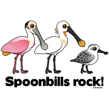 Spoonbills Rock!