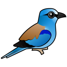 European Roller