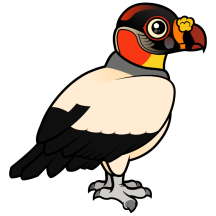 King Vulture