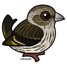 Pine Siskin