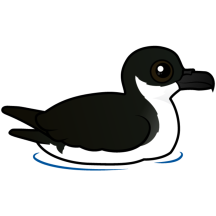 Newell's Shearwater (swim)