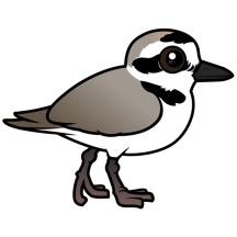 Snowy Plover