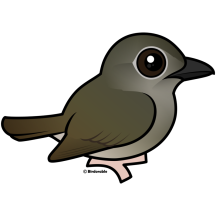 Puaiohi