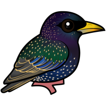 European Starling