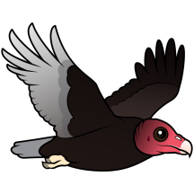 Flying Turkey Vulture