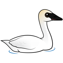 Trumpeter Swan