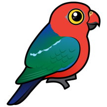 Australian King-Parrot
