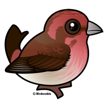 Purple Finch