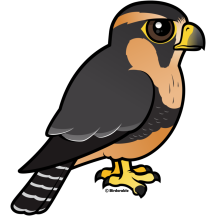 Peruvian Aplomado Falcon