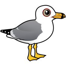 Ring-billed Gull