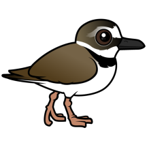 Wilson's Plover