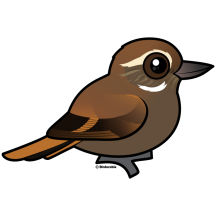 Plain Xenops