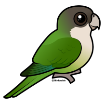 Grey-hooded Parakeet